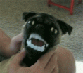 /album/as-manias-e-migas-/capa-louco-15-gif/